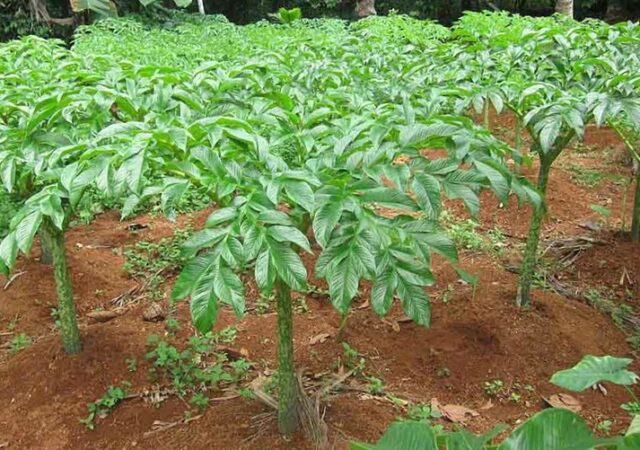 Elephant Foot Yam