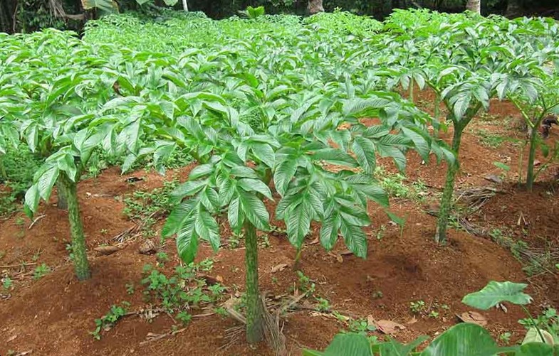 Elephant Foot Yam