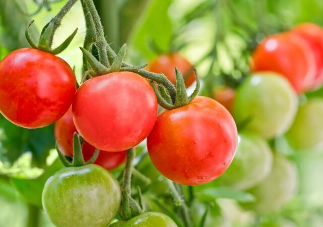 Tomato In Pot