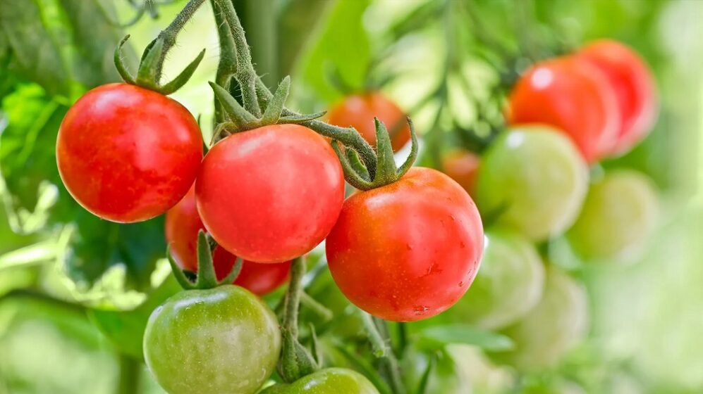 Tomato In Pot