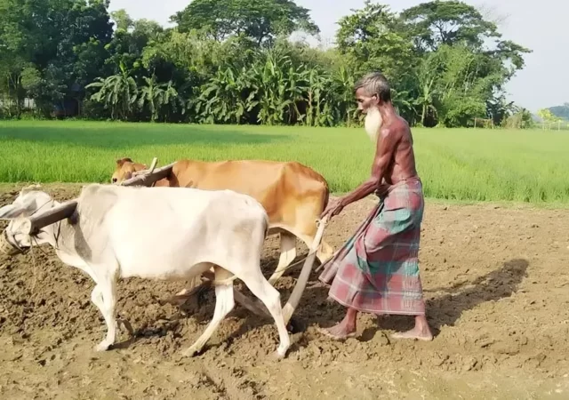 গরুর হালচাষ