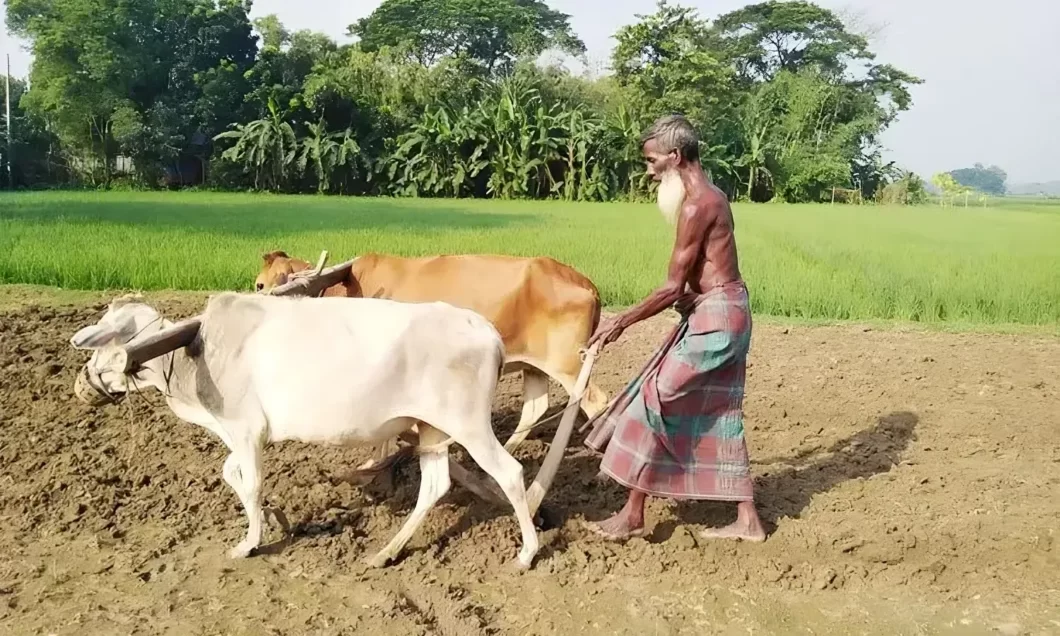 গরুর হালচাষ