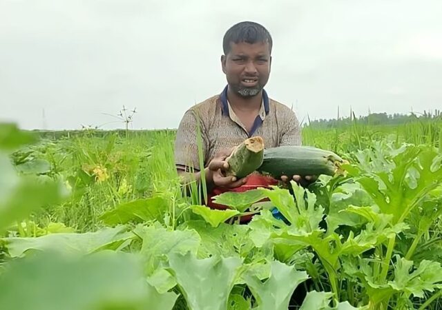 কুড়িগ্রামে স্কোয়াশ চাষ