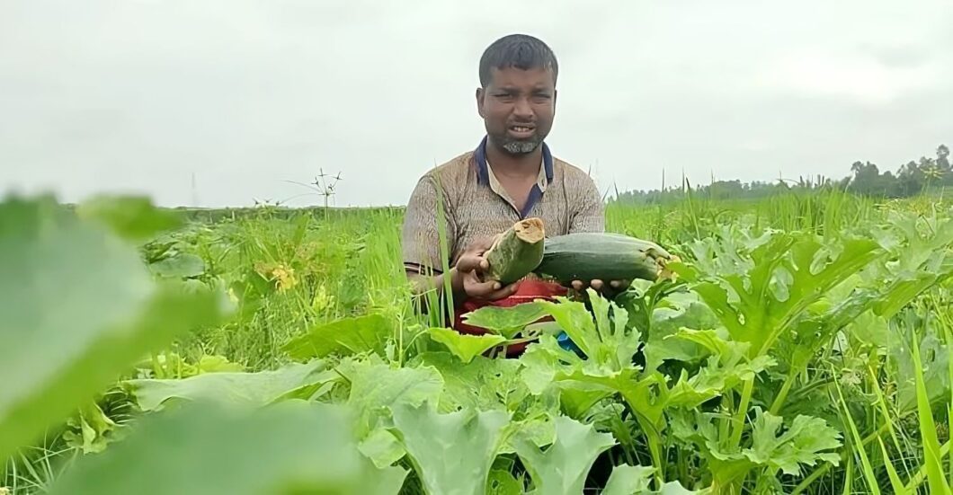 কুড়িগ্রামে স্কোয়াশ চাষ