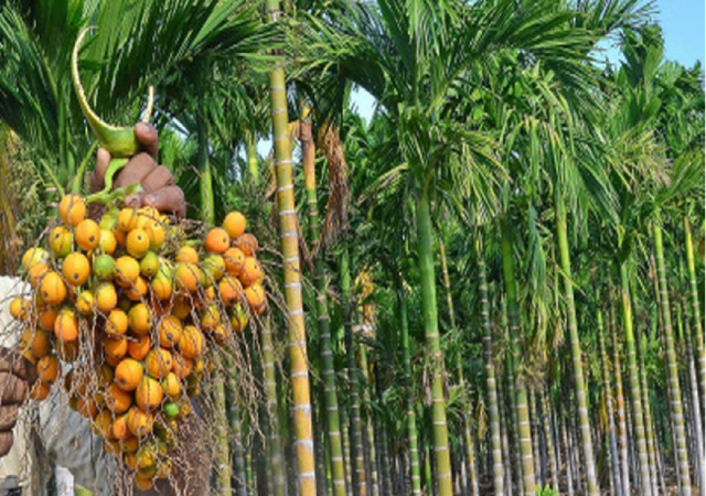 চাঁদপুরে সুপারির বাম্পার ফলনের