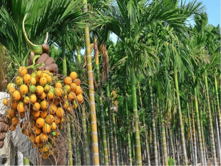 চাঁদপুরে সুপারির বাম্পার ফলনের