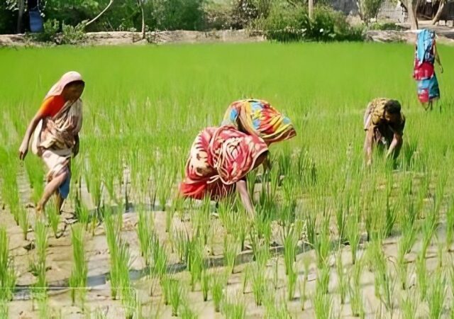 কৃষিতে বাড়ছে গ্রামীণ নারী