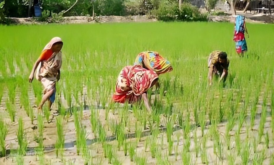 কৃষিতে বাড়ছে গ্রামীণ নারী