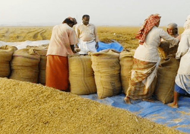 সরকারিভাবে ধান চাল সংগ্রহ