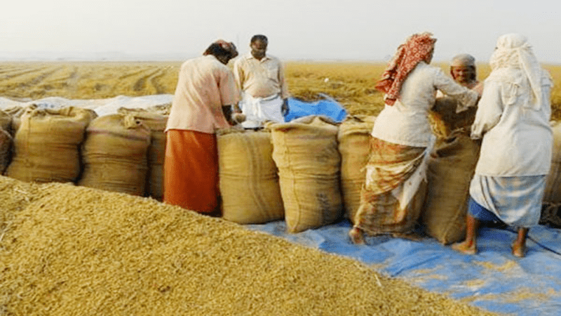 সরকারিভাবে ধান চাল সংগ্রহ