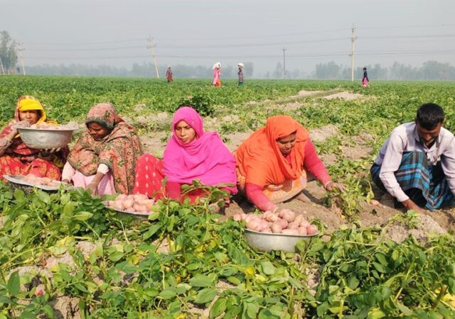 জয়পুরহাটে আলুর ভাল দাম