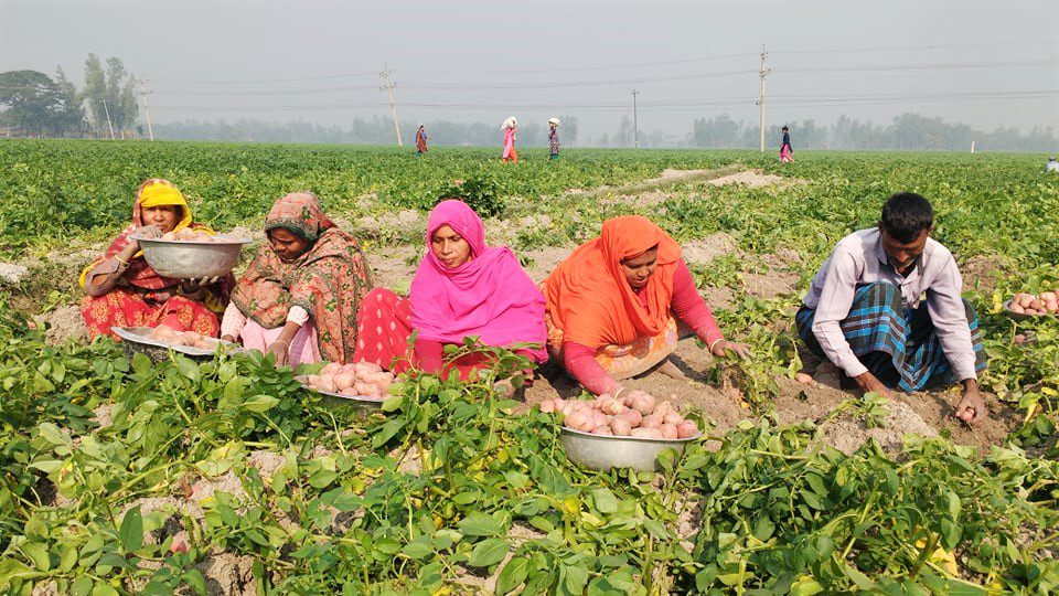 জয়পুরহাটে আলুর ভাল দাম