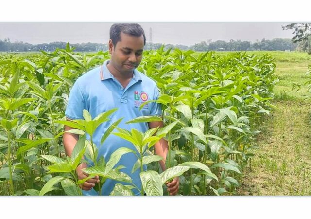 পরিবেশ রক্ষায় পাট ফসলের ভূমিকা