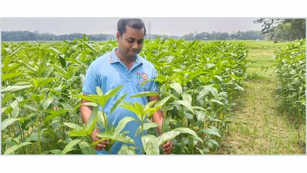 পরিবেশ রক্ষায় পাট ফসলের ভূমিকা