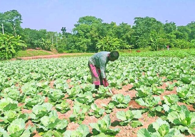 Vegetables dinajpur