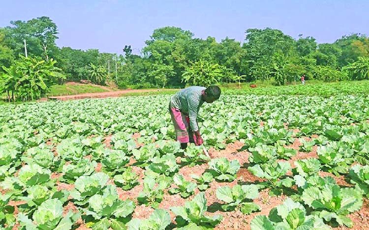 Vegetables dinajpur