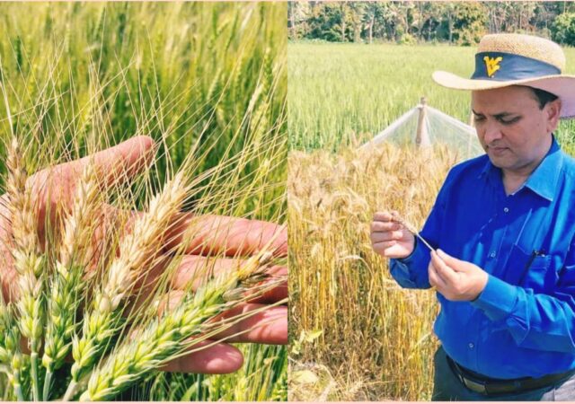 blast disease of wheat