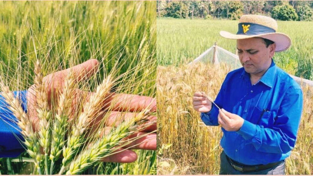 blast disease of wheat