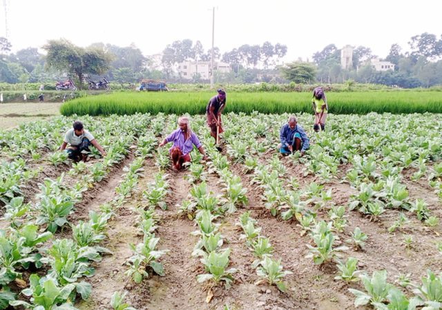 সবজি নয়াকৃষি