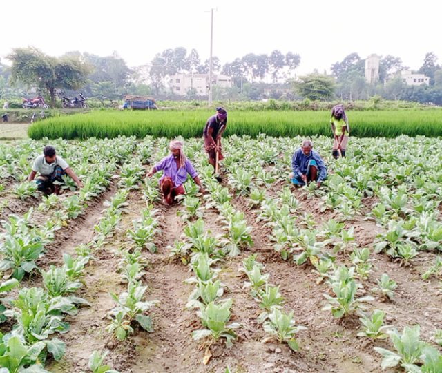 সবজি নয়াকৃষি