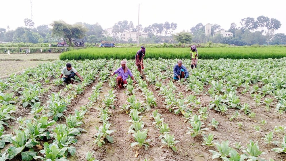 সবজি নয়াকৃষি