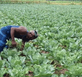 আসতে শুরু করেছে চরাঞ্চলের শীতকালীন সবজি