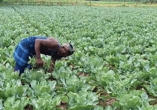 আসতে শুরু করেছে চরাঞ্চলের শীতকালীন সবজি