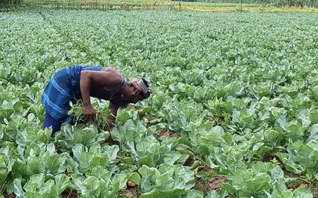 আসতে শুরু করেছে চরাঞ্চলের শীতকালীন সবজি