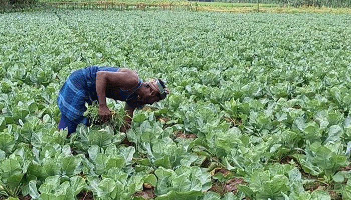 আসতে শুরু করেছে চরাঞ্চলের শীতকালীন সবজি