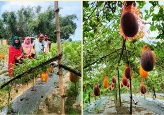 গ্রীষ্মকালীন তরমুজ