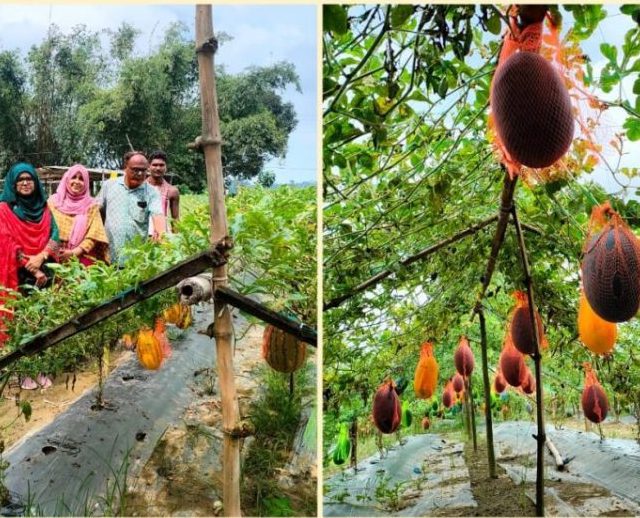 গ্রীষ্মকালীন তরমুজ