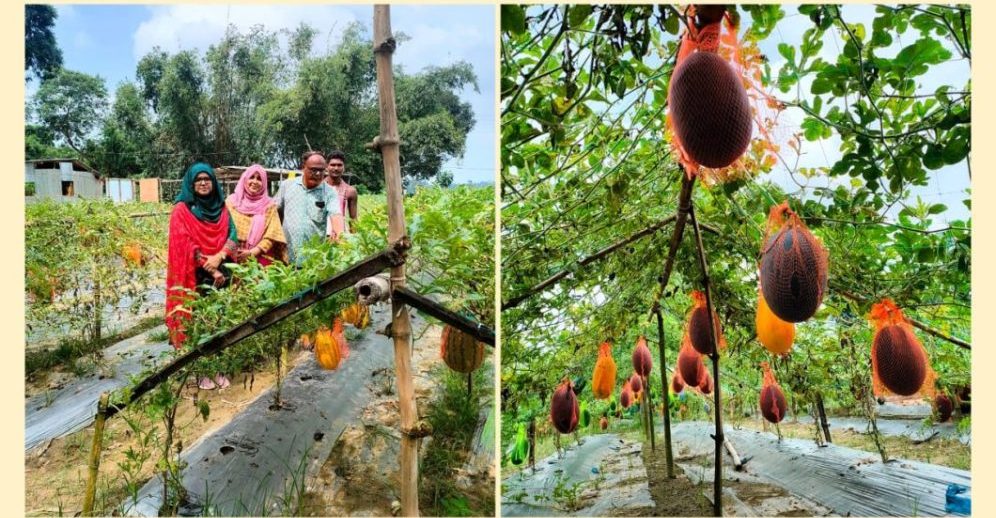 গ্রীষ্মকালীন তরমুজ